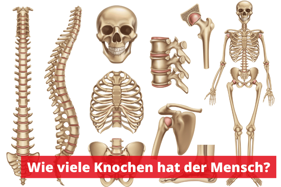 https://www.medinstrukt.de/wp-content/uploads/2022/12/Wie-viele-Knochen-hat-der-Mensch.png